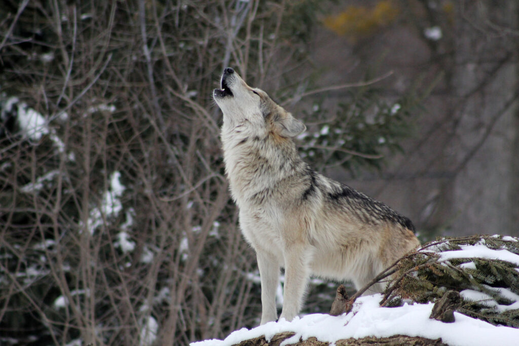 Wolves & Wildlife of Yellowstone